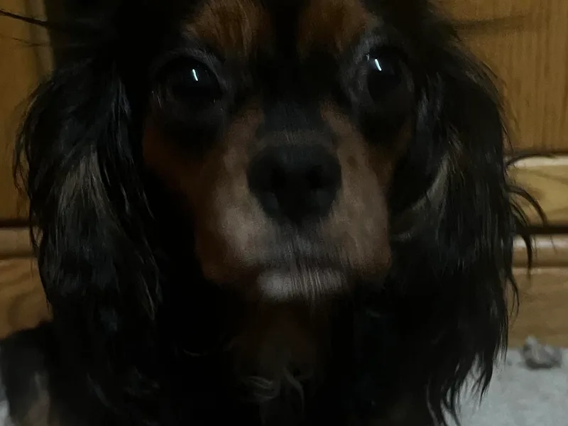 Hollywood Furbabies LLC