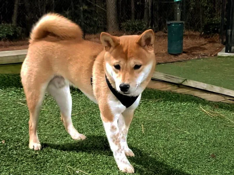 Hollywood Shibas