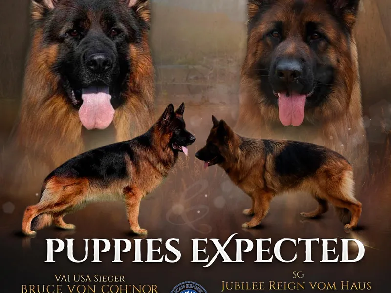 Holtz German Shepherds