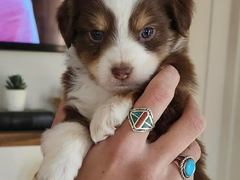 Holy Ghost Ranch, Inc