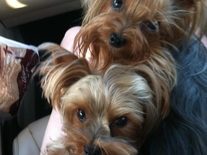 Holy Terriers Yorkies
