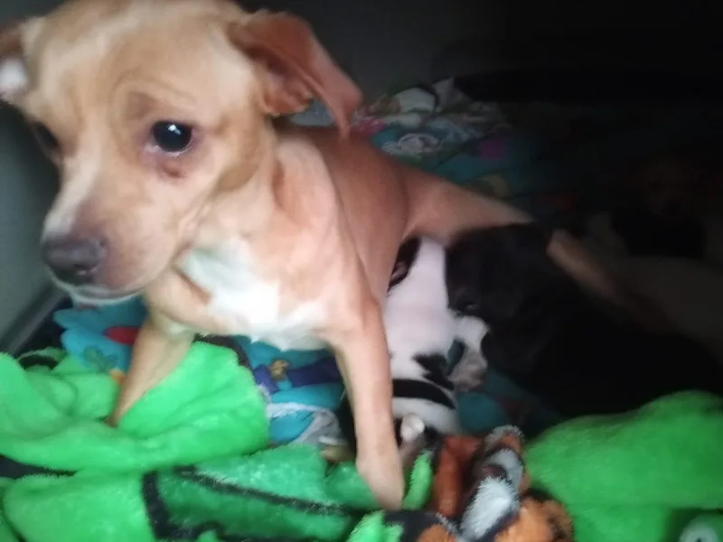 Home for Paws Harbor