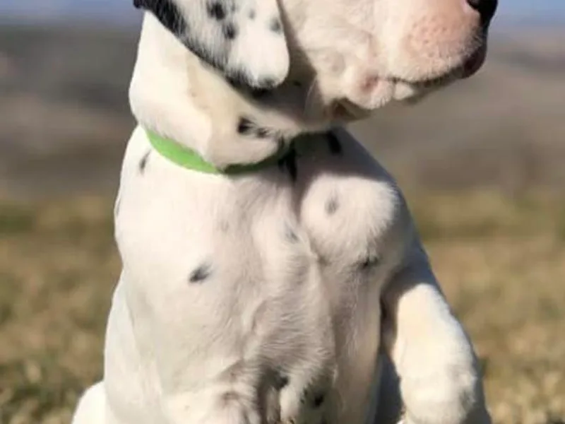 Home Grown Dalmatians