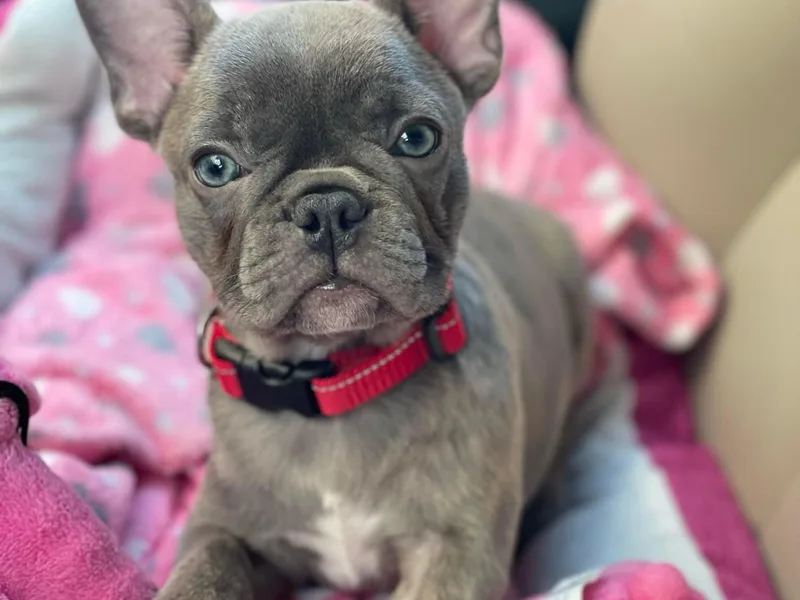 Home Grown Frenchies