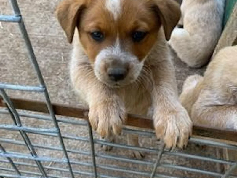 Home Grown Heelers