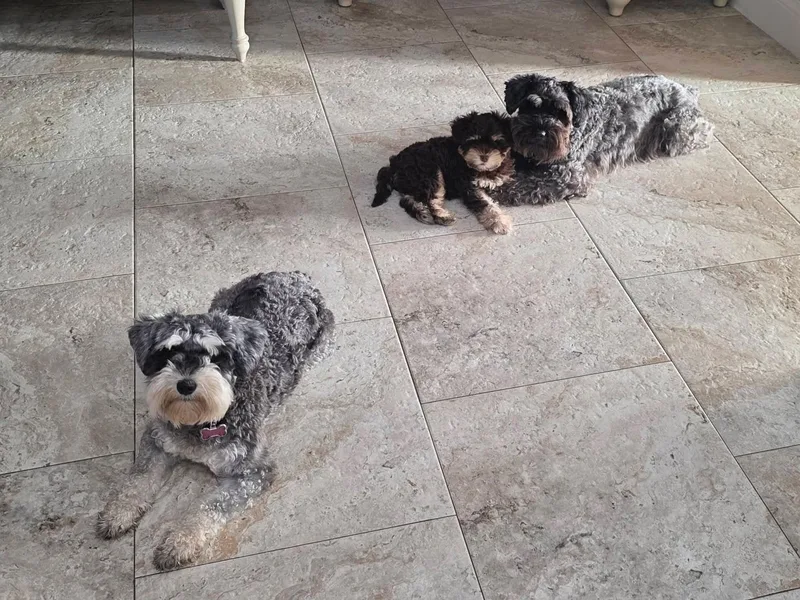 Home Grown Schnauzers