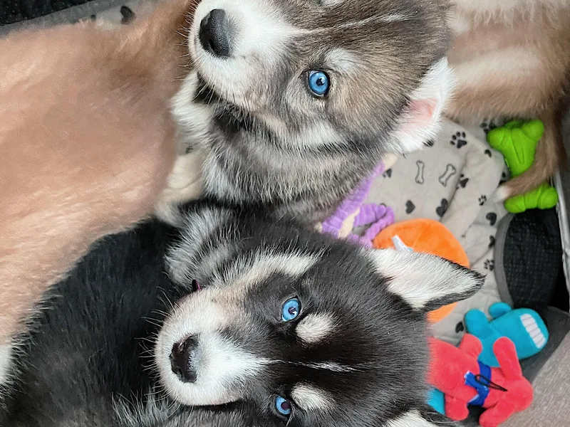 Home Pack Huskies photo 1