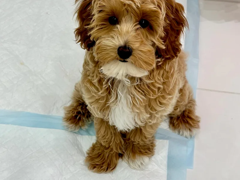 Home Raised Cockapoos