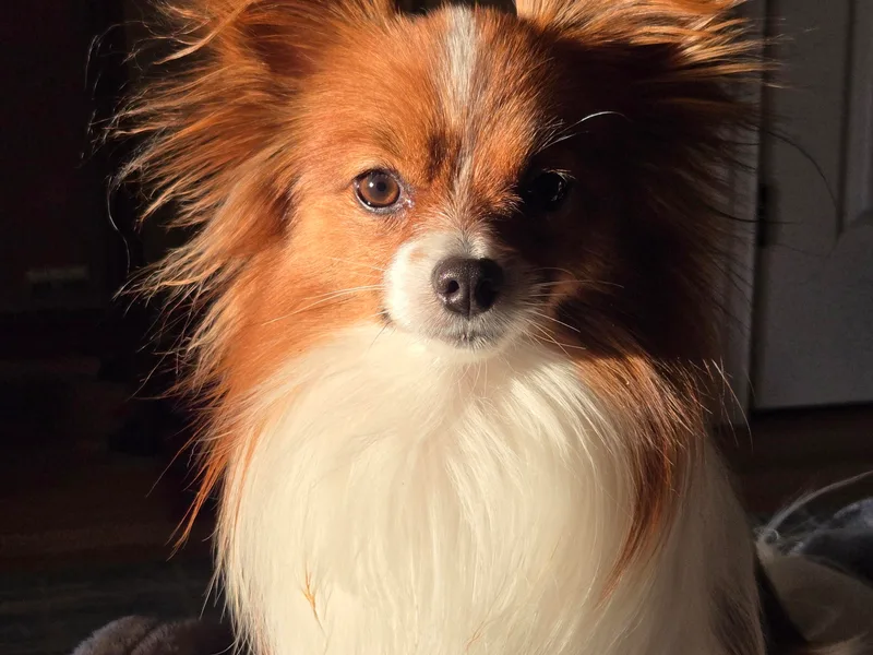 Home Raised Papillon Puppies