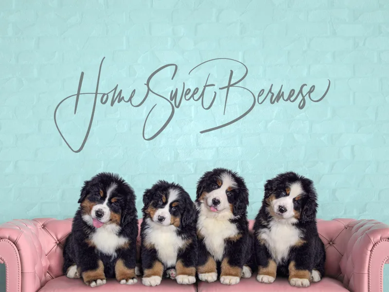 Home Sweet Bernese