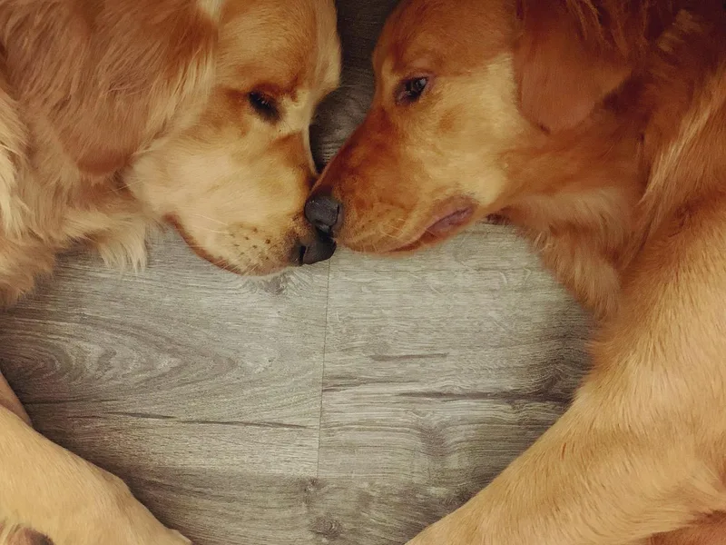 Home Sweet Goldens