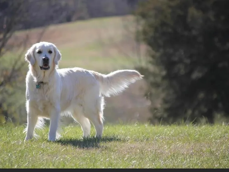 Home Sweet Home English Goldens