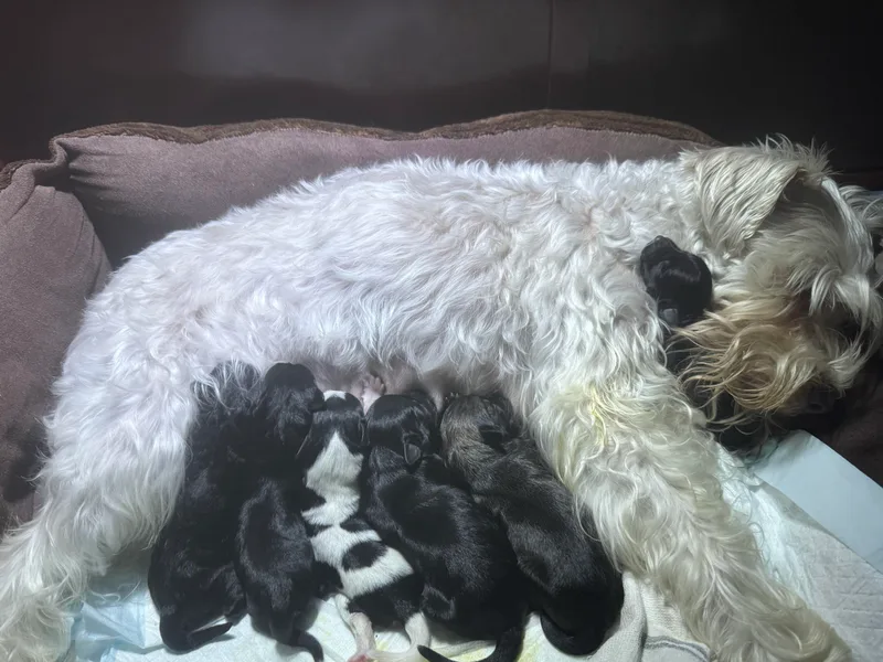 Home Sweet Home Schnauzers