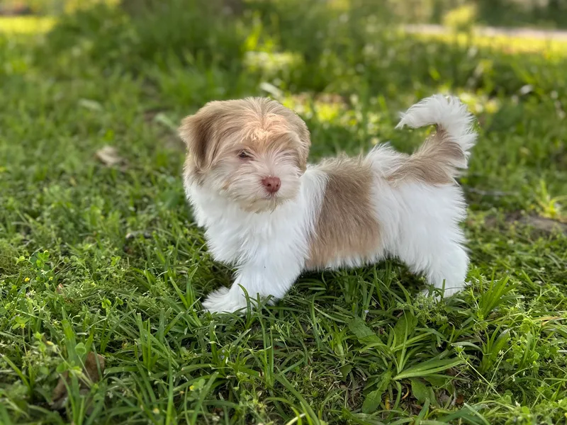 Home with Havanese