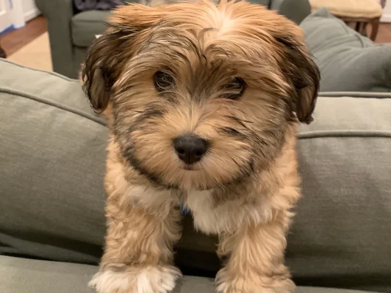 Homefull of Havanese