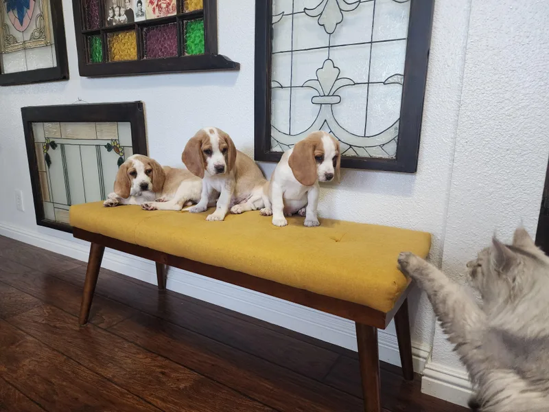 Homegrown Beagles