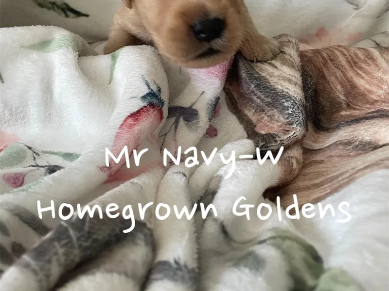 Homegrown Goldens