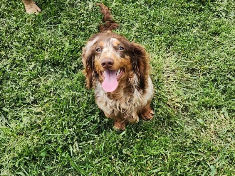 Homegrown Hoosier Kennels
