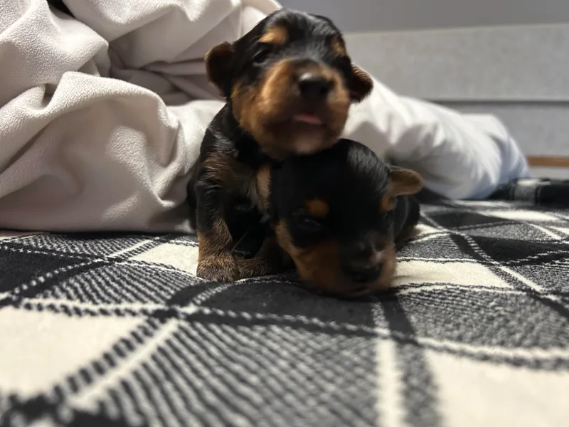 Homeoftheyorkieandpups