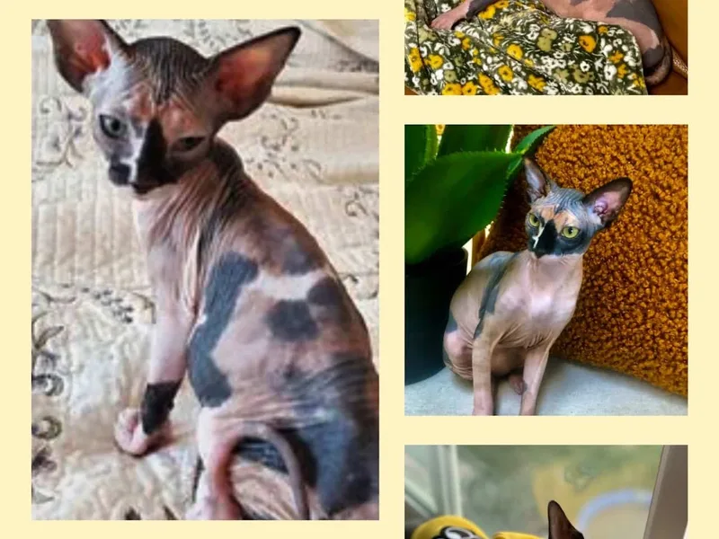 Homespunsphynx photo 1