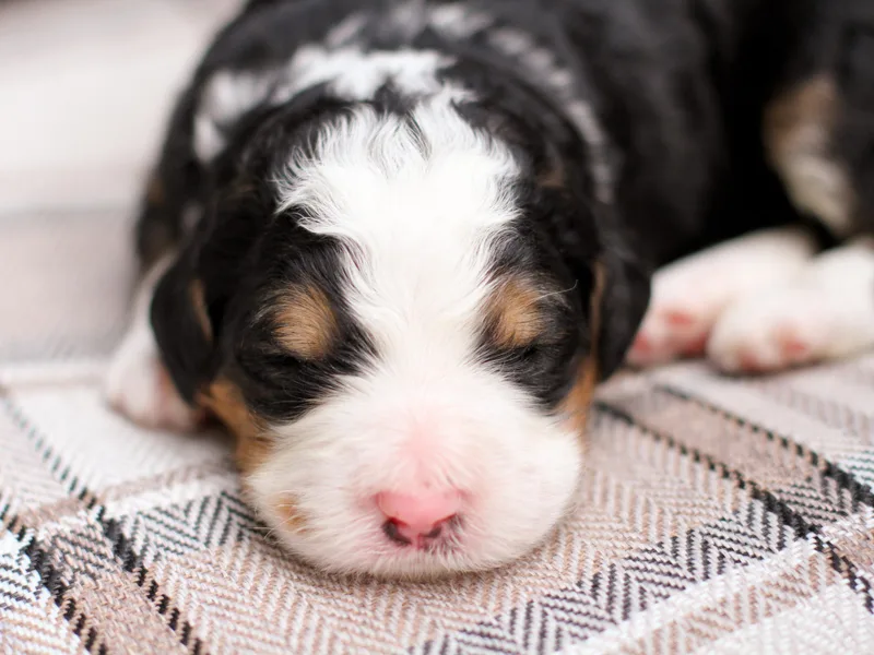 Homestead Bernedoodles