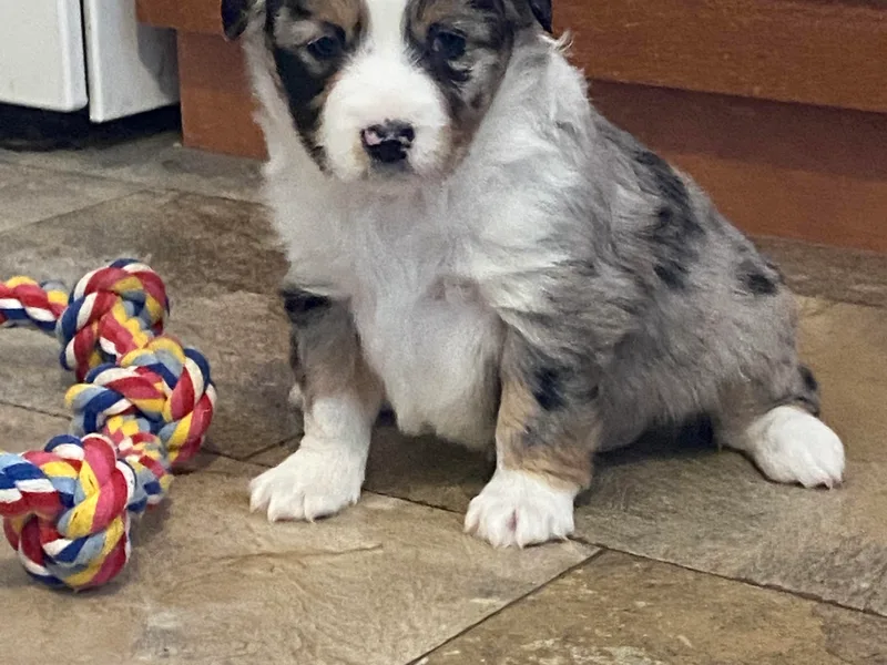 Homestead Doxies &amp; Shepherds LLC