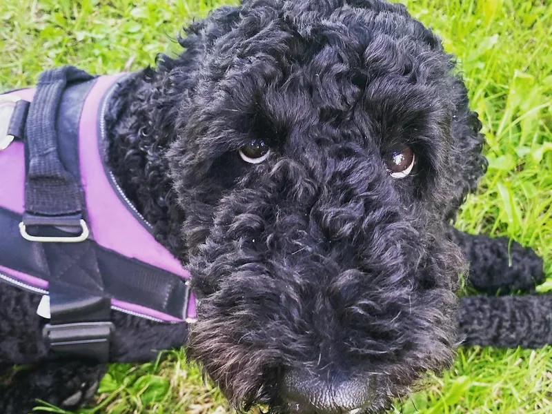 Homestead Family Doodles