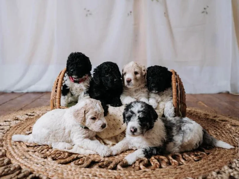 Hometown Poodles and Doodles