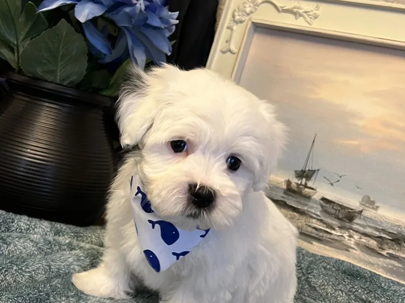 Homeward Havanese, LLC