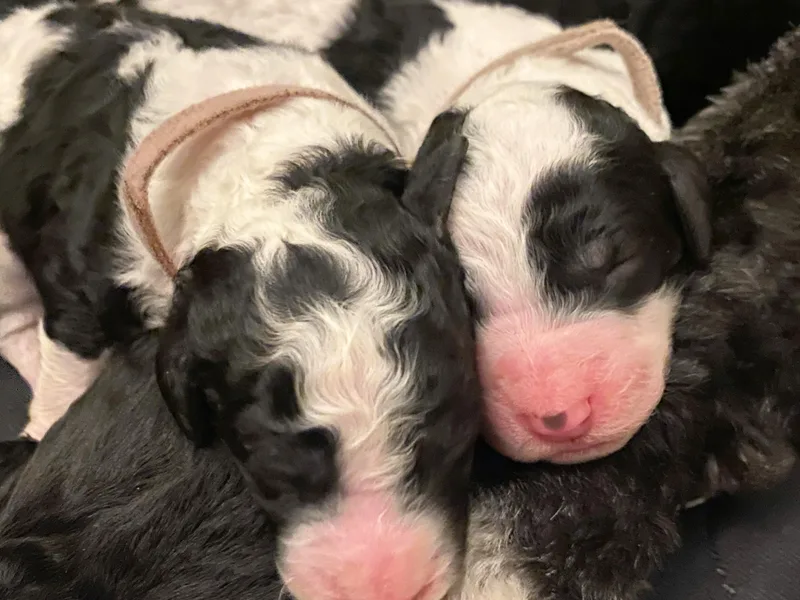Honey B. Bernedoodles