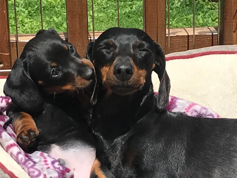 Honey Bee Dachshunds