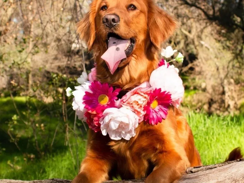 Honey Bee Goldens