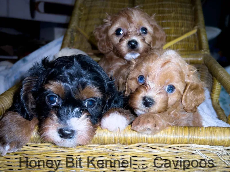Honey Bit Kennels