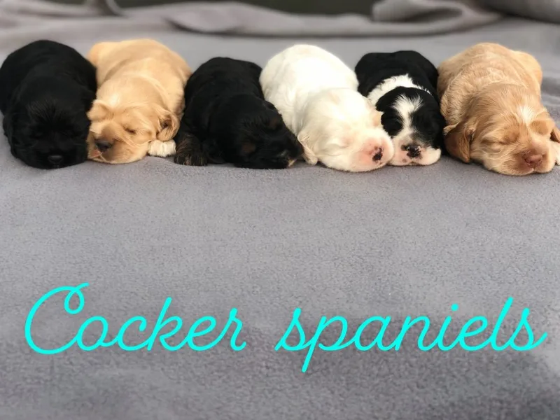 Honey Creek Cocker Spaniels