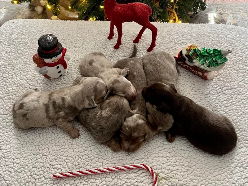 Honey Creek Doxies