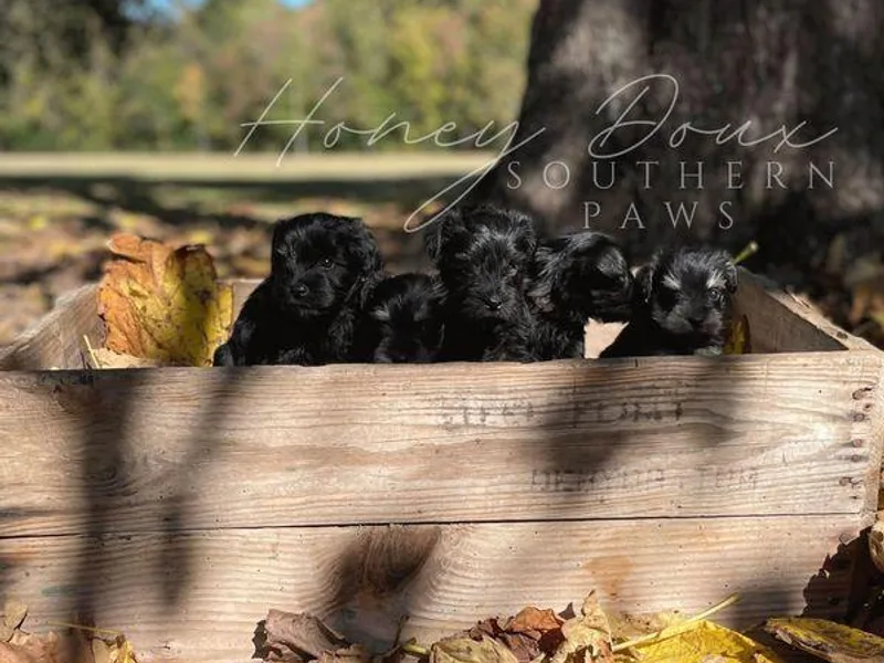 Honey Doux Southern Paws