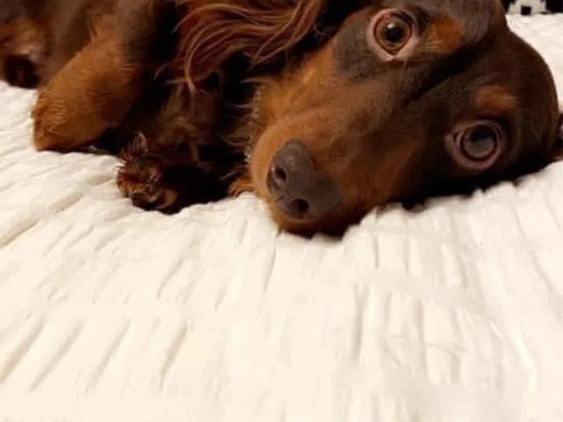 Honey Golden Doxies