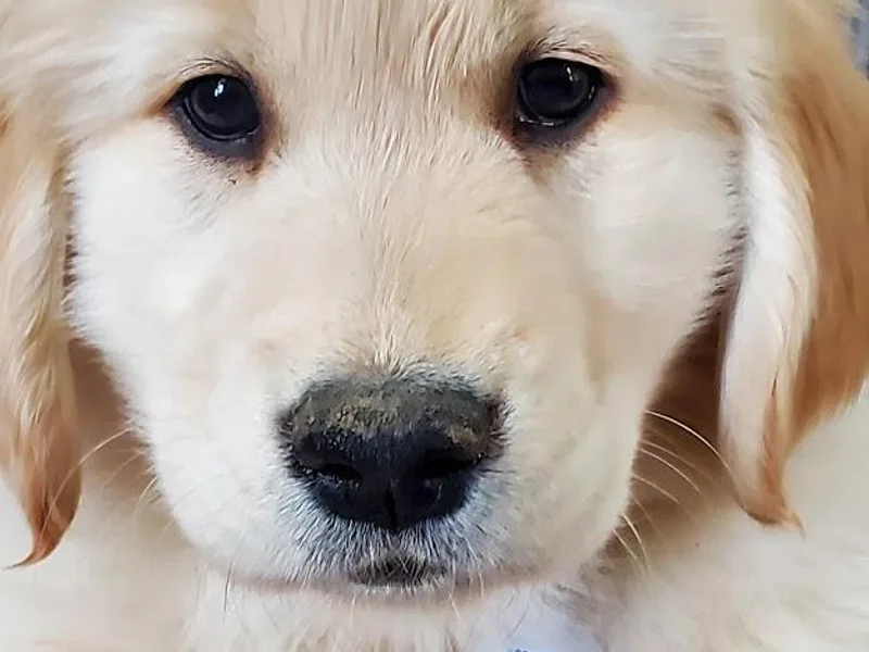 Honey Goldens