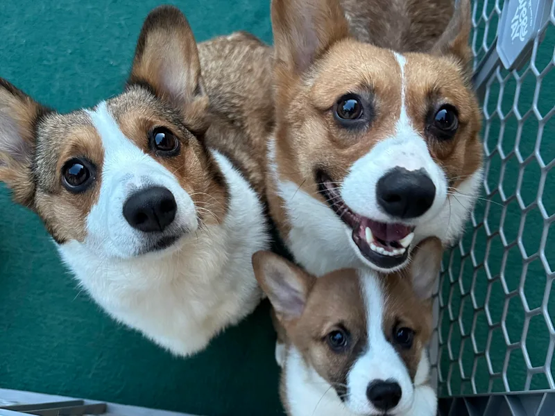 Honey Loaf Corgis