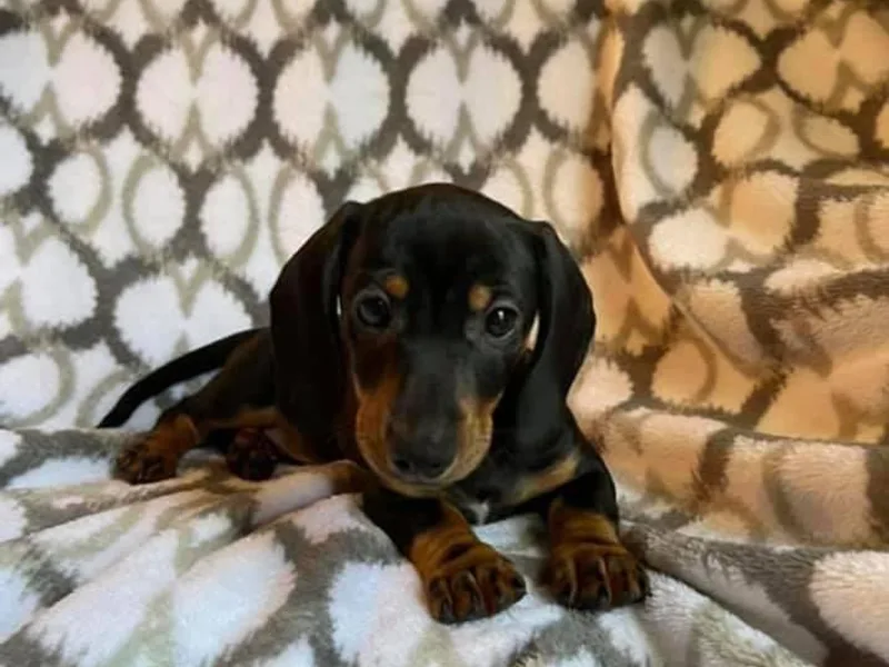 🍯 Honey Pot Dachshunds 🐾