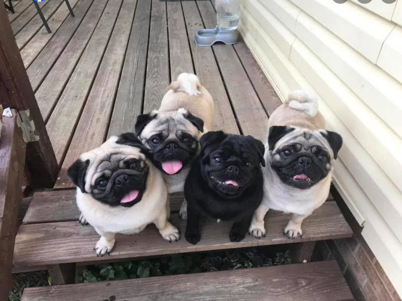 Honey Pugs