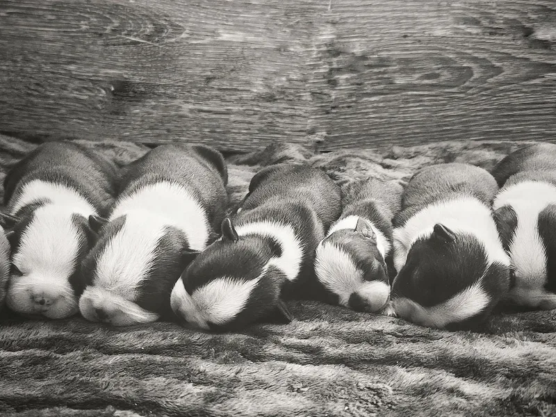 Honey's Boston Terriers