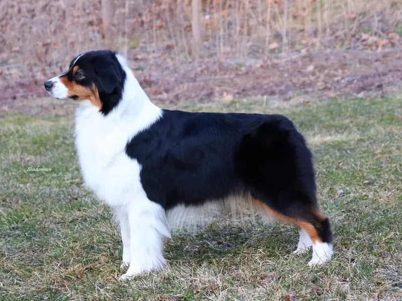 Honeybee Australian Shepherds