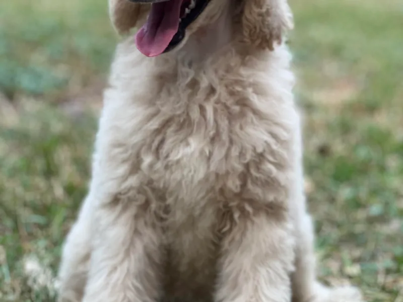 Honeycutt Akc Standard Poodles