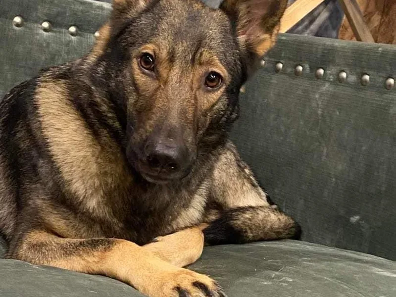 Honeycutt Haus Shepherds