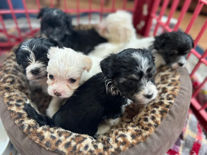 Honeycutt’s Happy Havanese