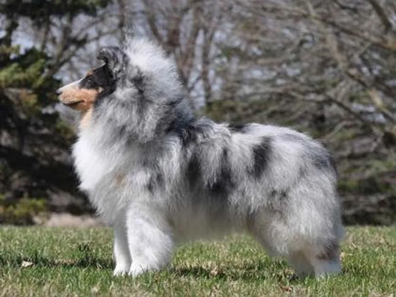 Honeyhill shelties