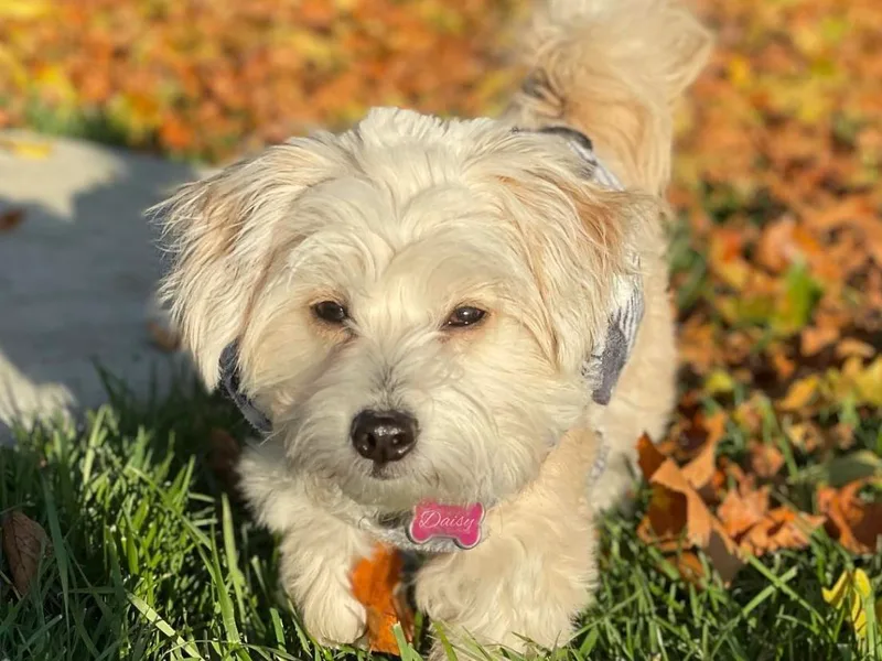Honeys Maltipoo’s