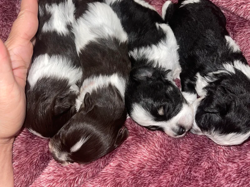 Honeys miniature schnauzers