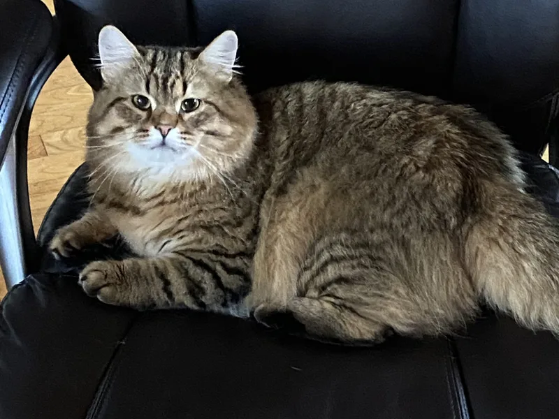 Honeysiberians photo 1